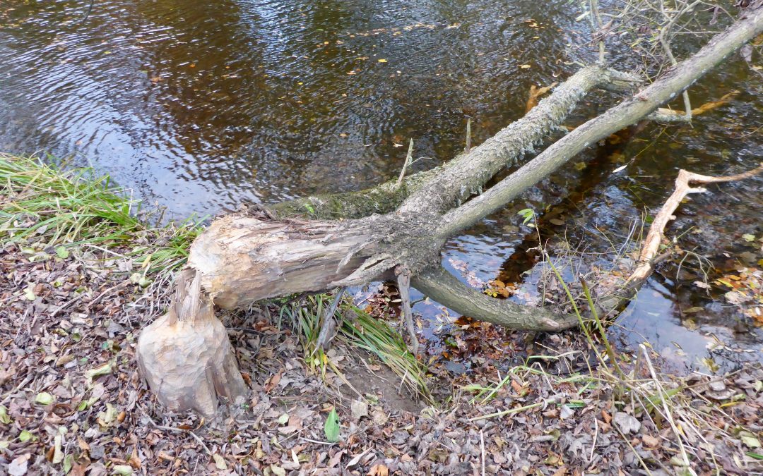 Beavers and angling – from separation to assimilation